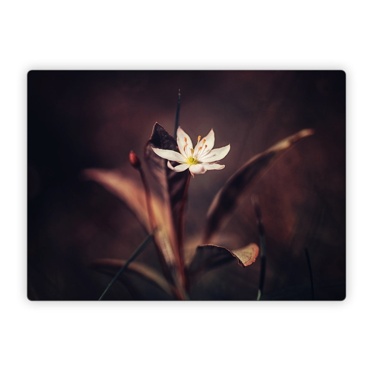 Delicate Bloom - Microsoft Surface Laptop Skin