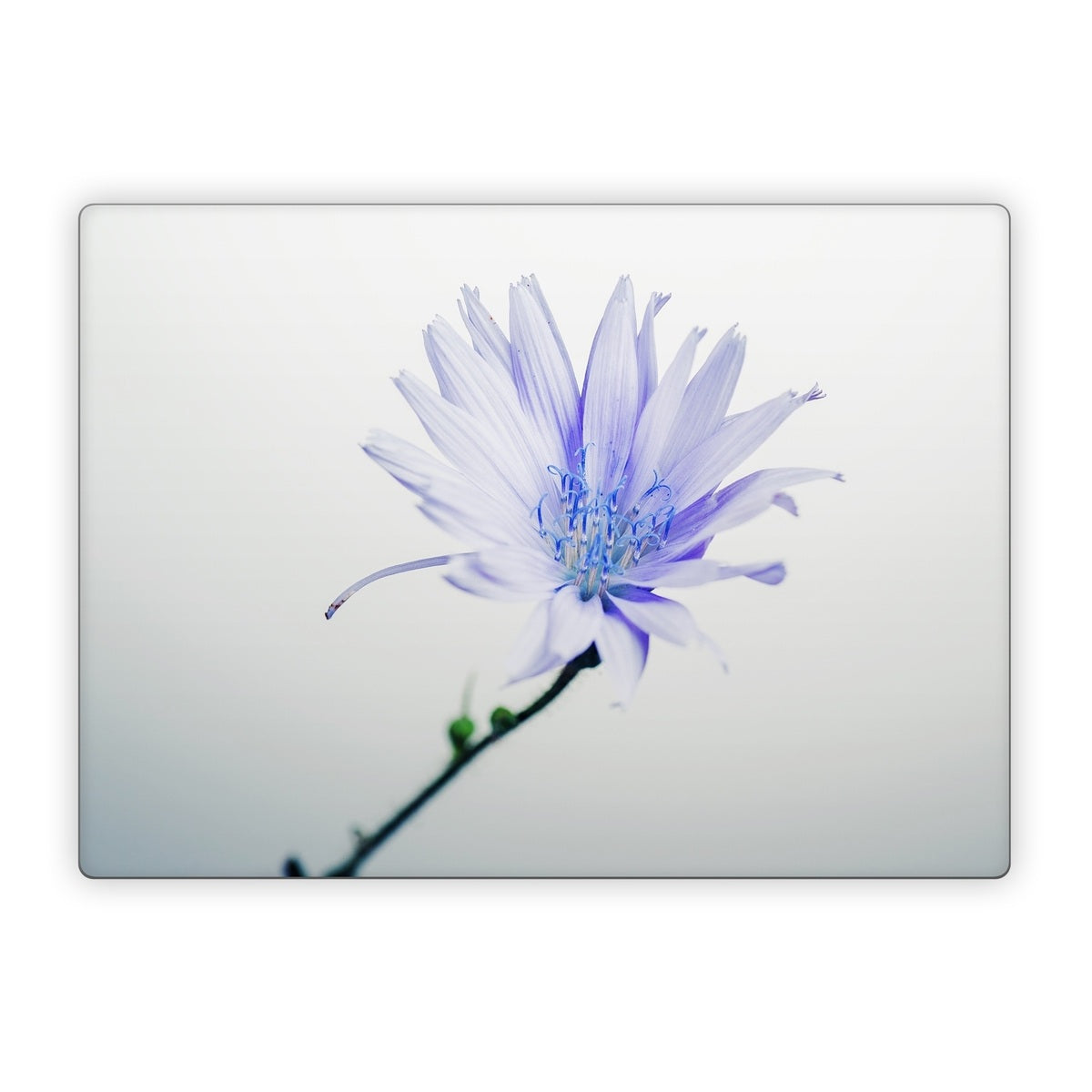 Floral - Microsoft Surface Laptop Skin