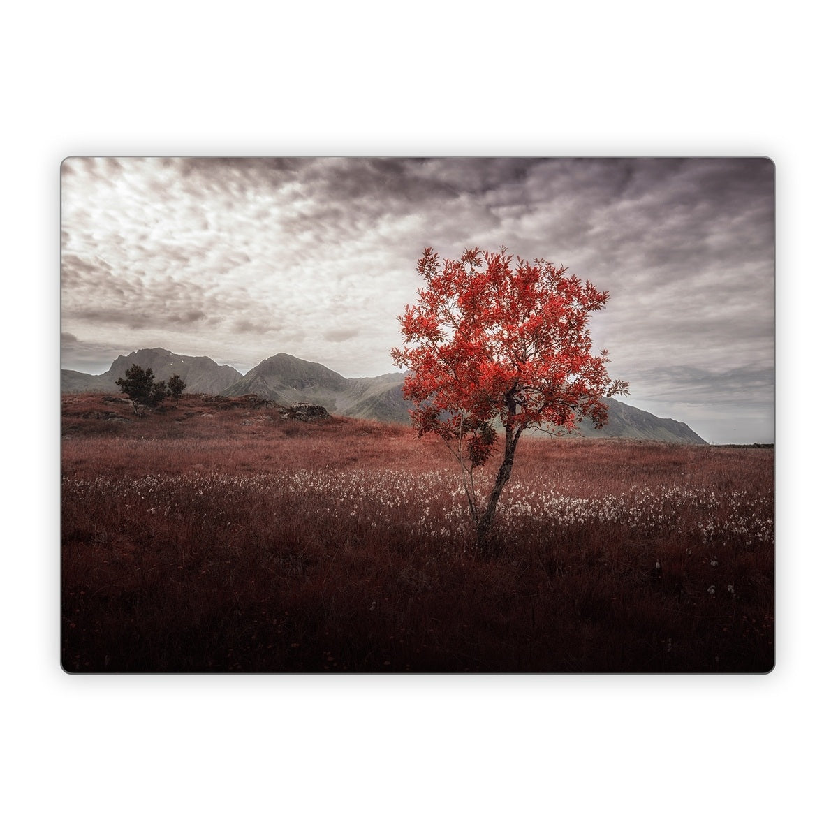 Lofoten Tree - Microsoft Surface Laptop Skin